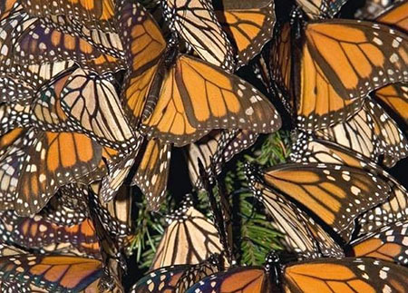 Farfalle Monarca
