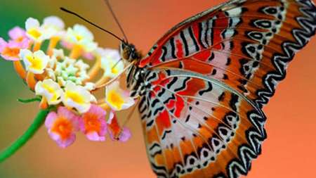 Mostra 'Universo delle Farfalle viventi'