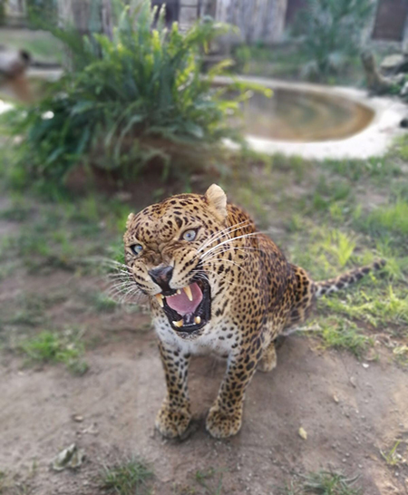 Leopardo Shankiri allo zoo di Napoli