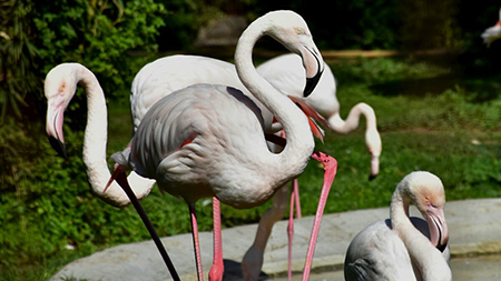 Fenicotteri Zoo di Napoli foto di Antonio Musa 