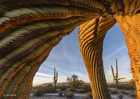 Saguaro twist © Jack Dykinga - WPY 