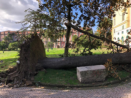 Bosco Capodimonte alberi caduti