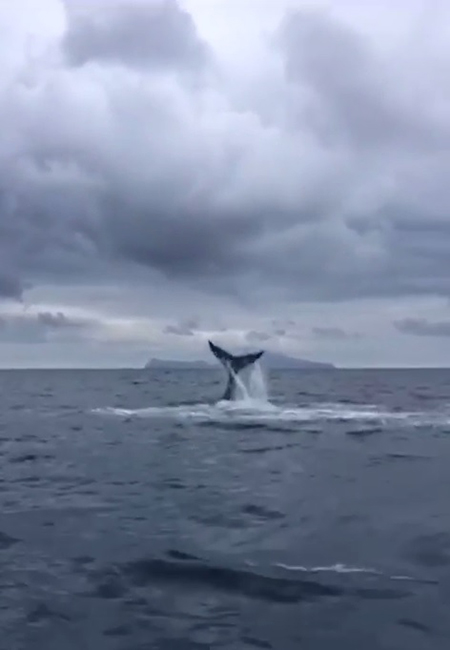 Balena nel Golfo di Napoli