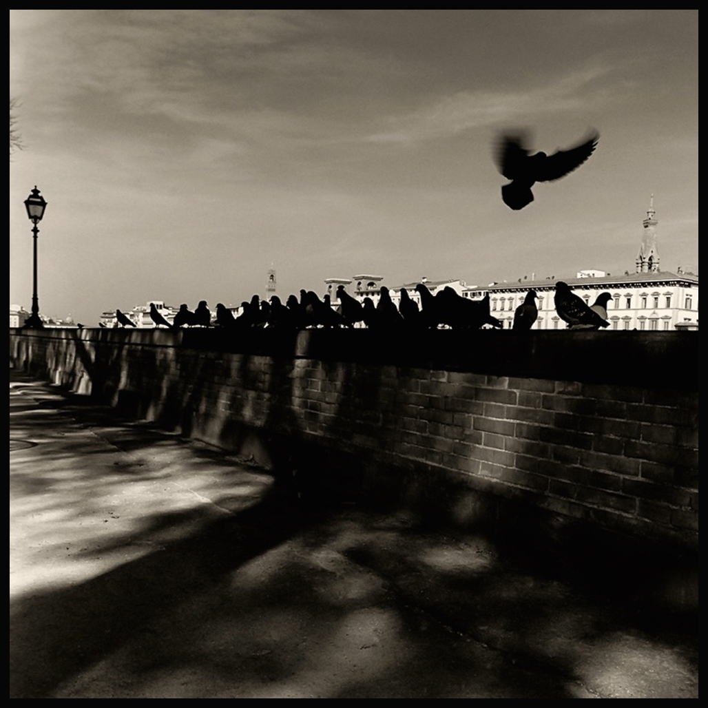 Le colombe nelle foto - Firenze - foto Augusto De Luca