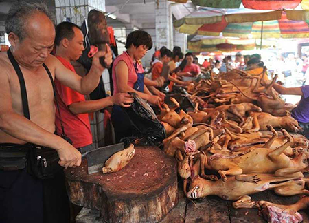Yulin, cani macellati in Cina