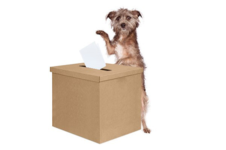 Votare con il cane