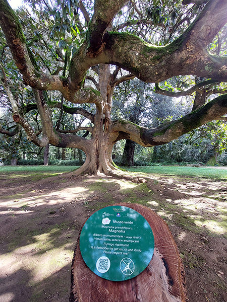 Magnolia - Bosco vecchio - Parco Reale - Reggia di Caserta